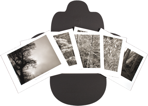 Winter Trees (480x352), Png Download