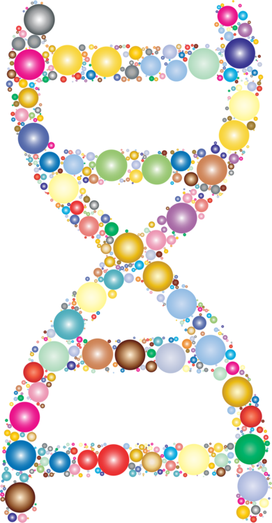 Nucleic Acid Double Helix Dna Molecular Biology Circle - Molecular Biology Clipart (390x749), Png Download