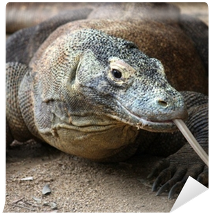 Endangered Animal In Philippines (400x400), Png Download