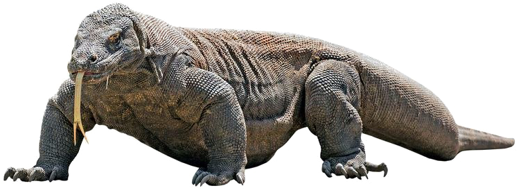Komodo Dragon Png Transparent Image - Komodo Dragon White Background (800x449), Png Download