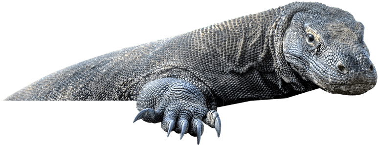 Enjoy An Unforgetable Experience To Explore The Beauty - Komodo (800x314), Png Download