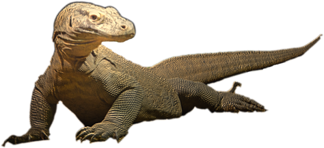 Bleed Area May Not Be Visible - Styracosaurus (600x287), Png Download