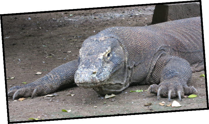 Komodo Crew - Komodo Dragon (719x427), Png Download