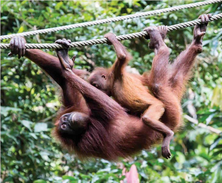 Rare And Endangered Nine Foot Long Monitor Lizard Found - Orangutan (1000x600), Png Download