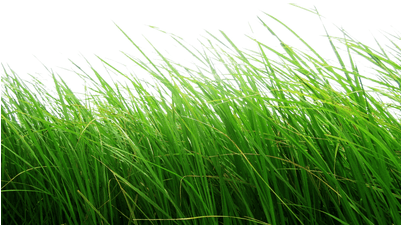 High Grass - Cb Edits Grass Png (400x400), Png Download