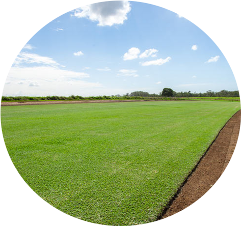 Sir Walter Turf - Grass (864x445), Png Download