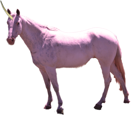 Download Purple Unicorn Real Life Png Image With No Background