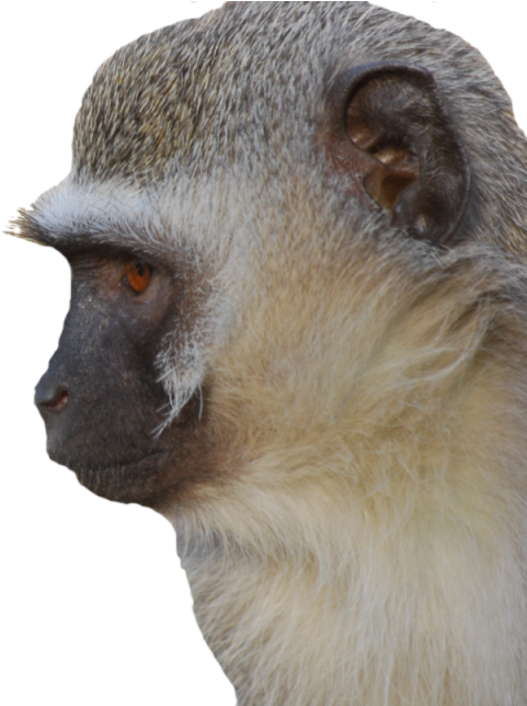 Velvet Monkey Face - Vervet Monkey (960x643), Png Download