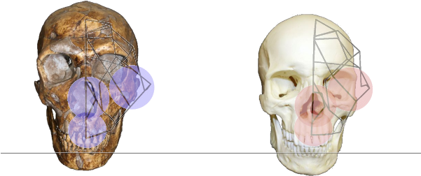 Monkeyface - Skull (600x321), Png Download
