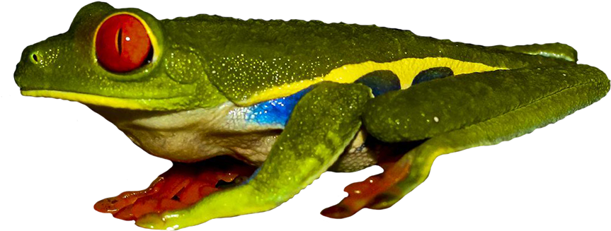 Frog Clip Art - Frog (945x519), Png Download