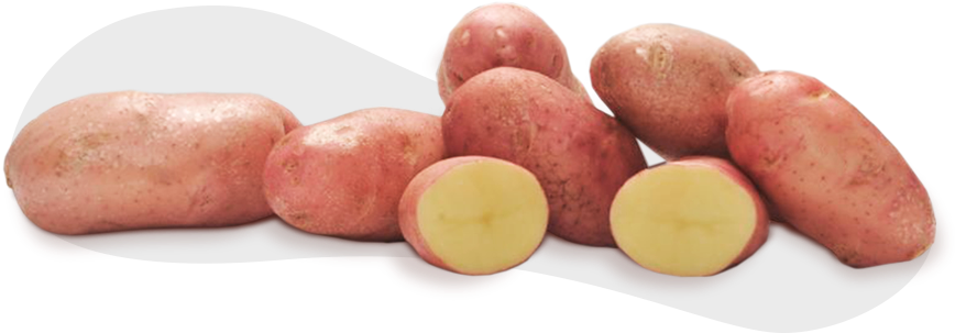 E A Batata Frita, Como Surgiu - Russet Burbank Potato (879x302), Png Download