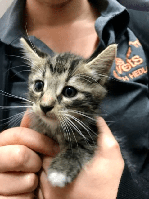 Photo Of Jack Black Back Hc904 - Domestic Short-haired Cat (638x638), Png Download