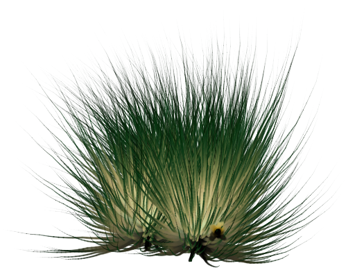 Against Black Background - Grass (602x402), Png Download