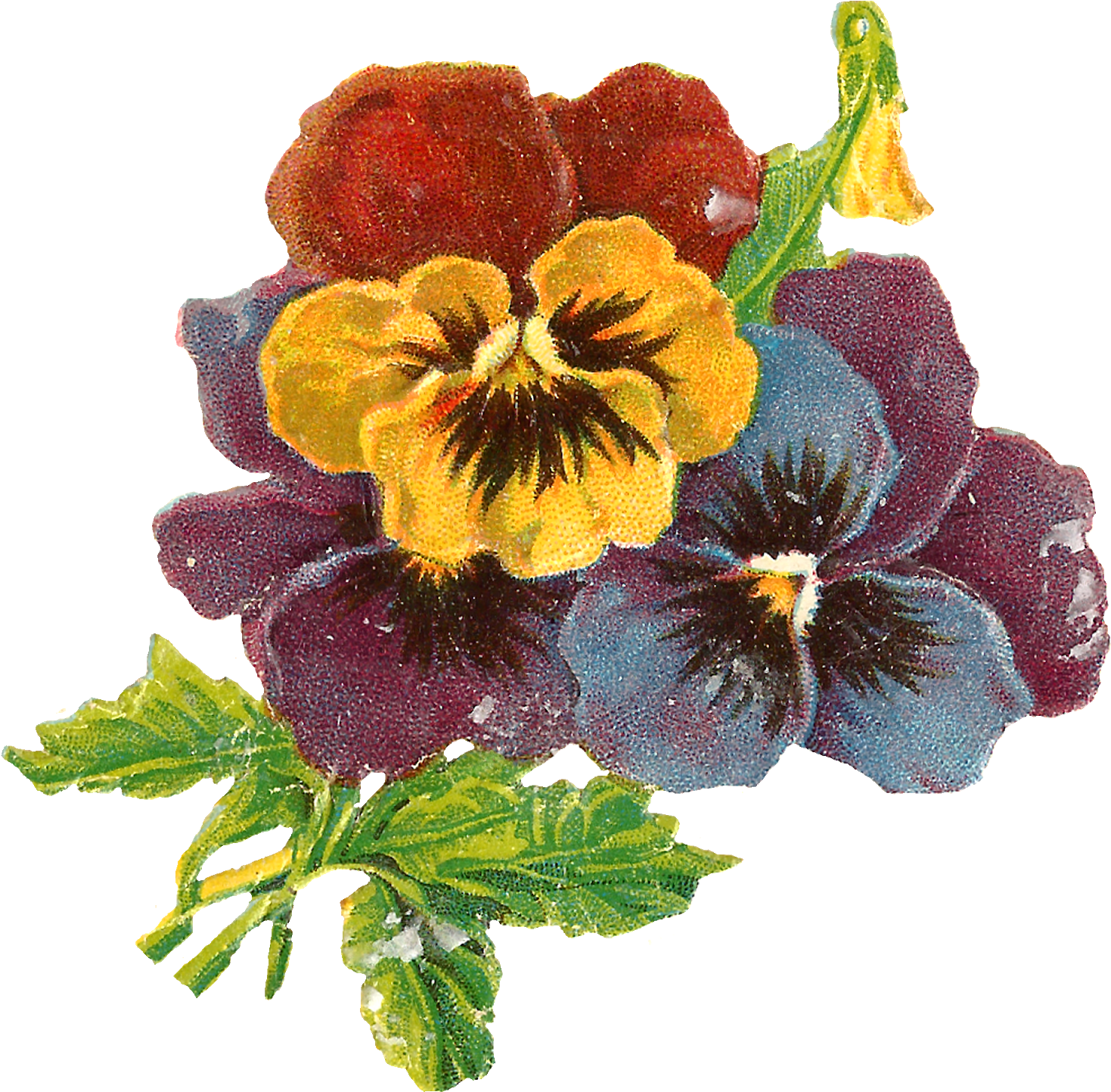 Flowers Art Floral Wildflower Pansy Botanical Illustration - Victorian Flowers (1600x1567), Png Download