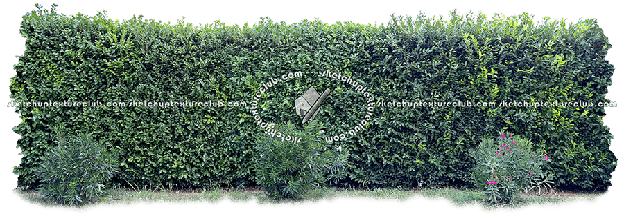 17379 Cut-out Hedge Texture - Hedge (900x310), Png Download