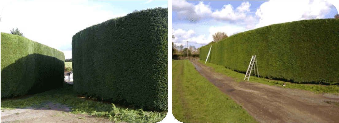 Contact Treecology - Hedge (1123x442), Png Download