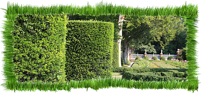 Shrub Cutting - Garden (650x300), Png Download