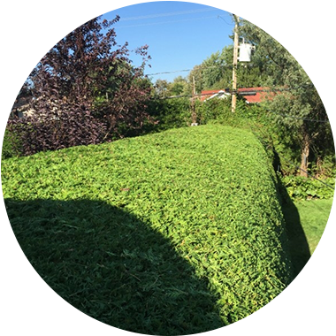 Cedar Hedges Trimming Done By Les As De La Coupe - Pruning (400x400), Png Download