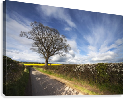 Hedges Growing Along A Rural Road - Posterazzi Hedges Growing Along A Rural Road Yorkshire (429x344), Png Download