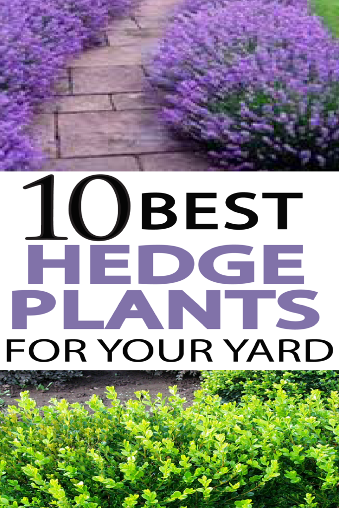 Beautiful Hedge Plants - Hedge Plants (683x1024), Png Download