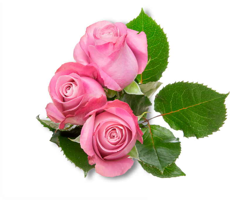 Home - Rose (785x682), Png Download