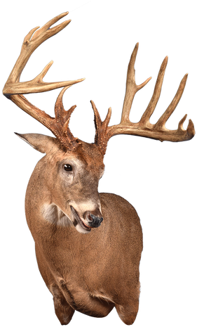 Reindeer (498x498), Png Download