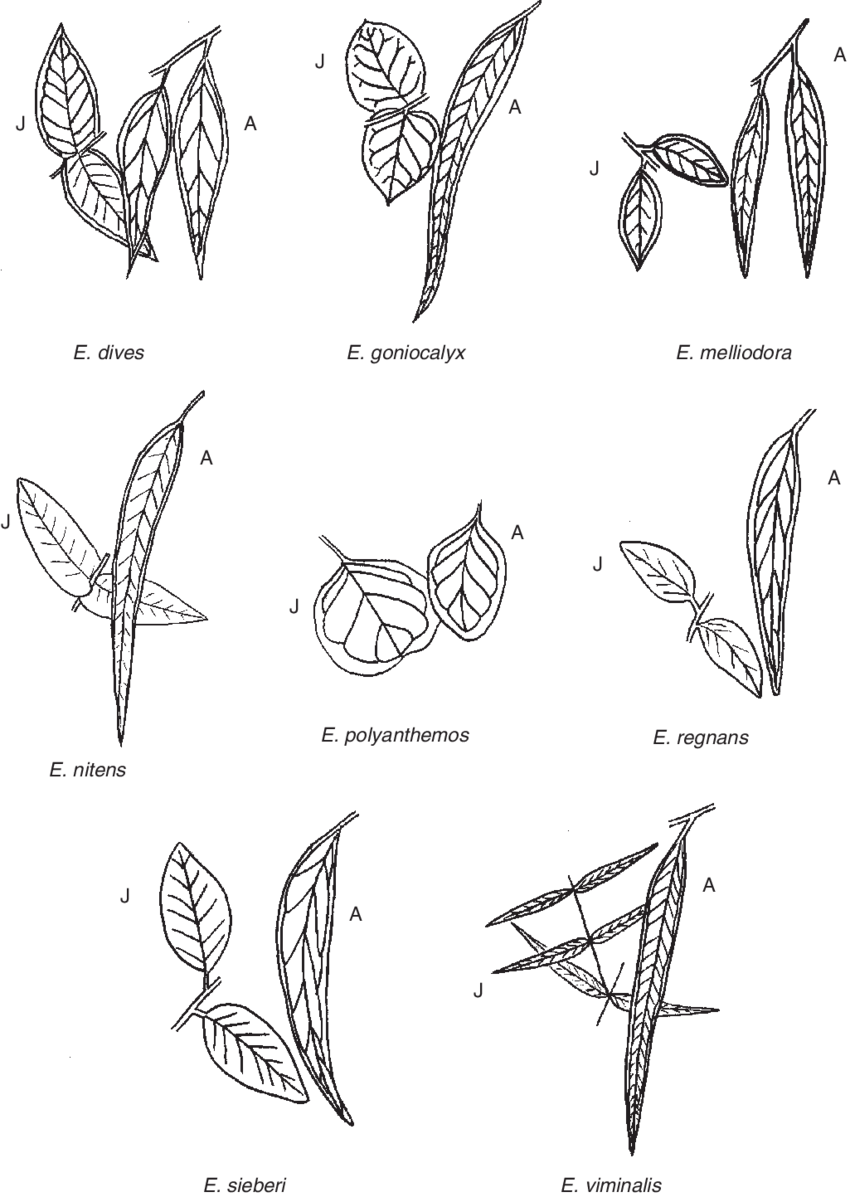 Adult And Juvenile (j) Leaves Of The Eucalyptus Species - The Eucalyptus (850x1197), Png Download