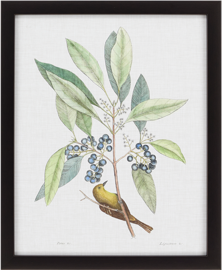 Studies In Nature Iv - Art Print: Catesby's Art Print: Mark Catesby Wall Art, (550x550), Png Download