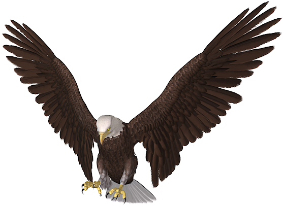 Flying Eagle Pictures Front (600x445), Png Download