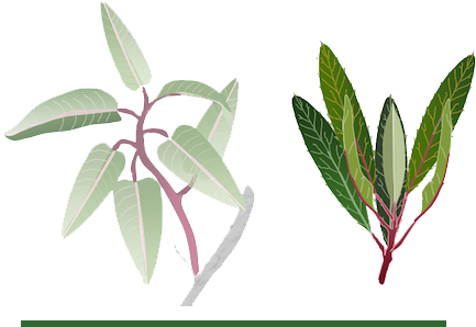 Long Large Leaves - Russian Olive (450x297), Png Download