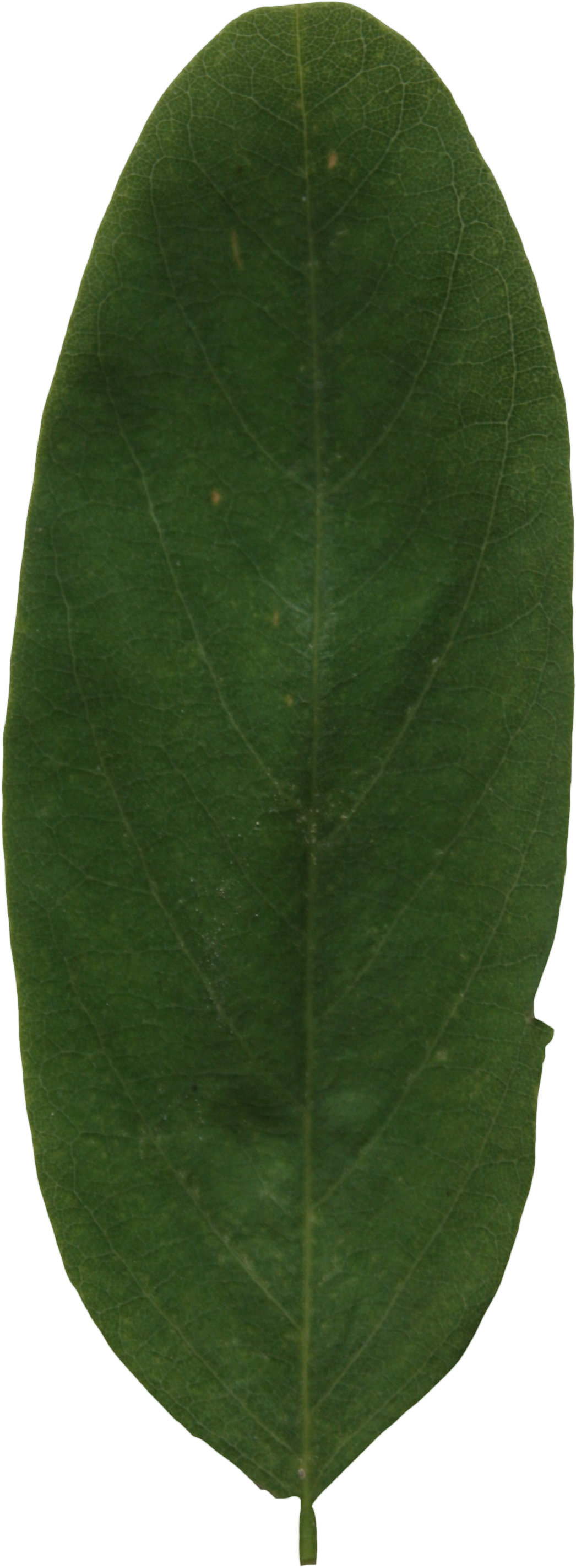 2d Leaves - Bay Laurel (1723x3166), Png Download