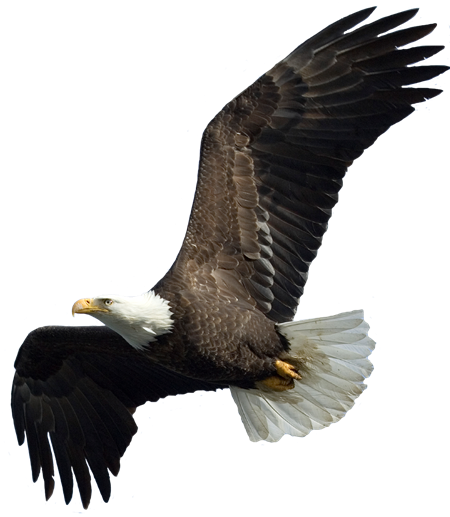 Eagle Soaring Png We - Wallhogs Eagle Ii Cutout Wall Decal (450x517), Png Download