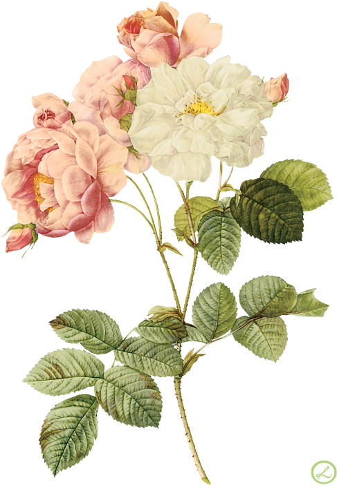 Flower Illustration By Pierre-joseph Redoute - Roses Pierre Joseph (500x725), Png Download