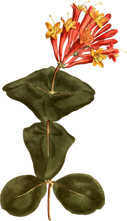 Coral Honeysuckle Botany Flower Botanical Illustration - Tumpet Honeysuckle Illustration (433x750), Png Download