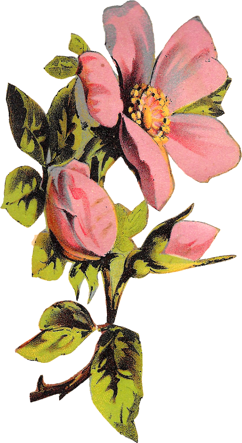 Flower Rose Floral Botanical Art Illustration Clipart - Botanical Illustration (906x1600), Png Download