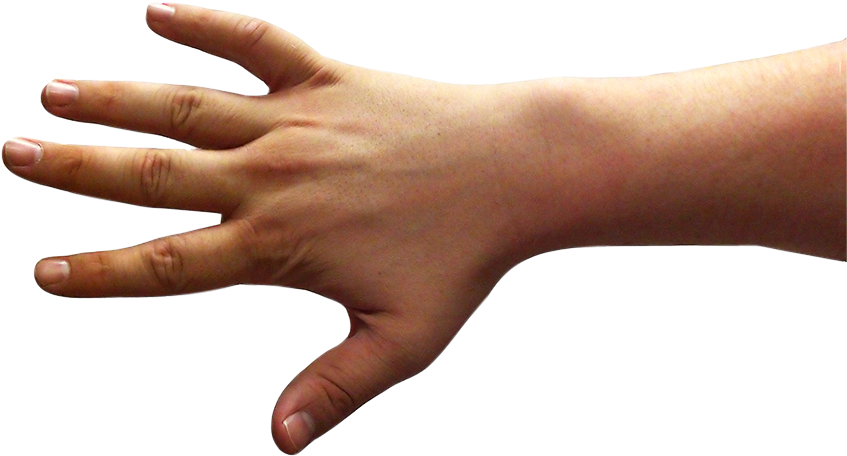 5back - Thumb (900x675), Png Download