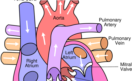 Circulatory System Grade 6 (500x263), Png Download