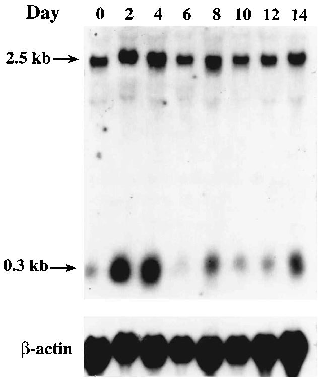 Time Course Of Surf 6 Gene Expression Of Es Hepor Cells - Black-and-white (643x772), Png Download