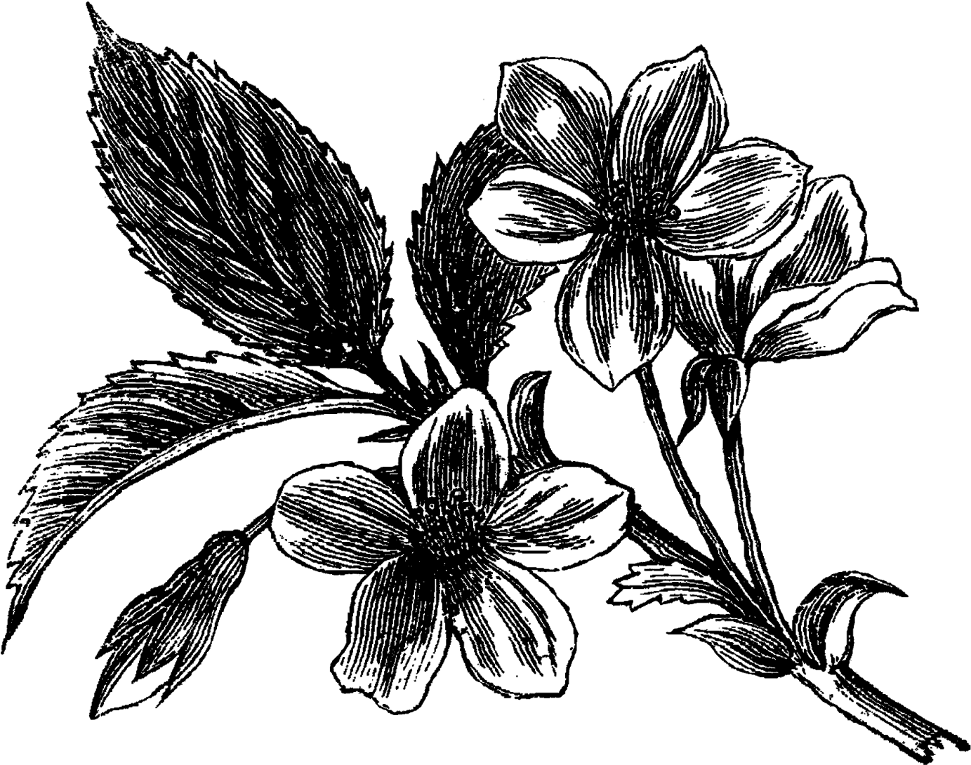 Any Of These Digital Flower Illustrations Make For - Clip Art (1600x1242), Png Download