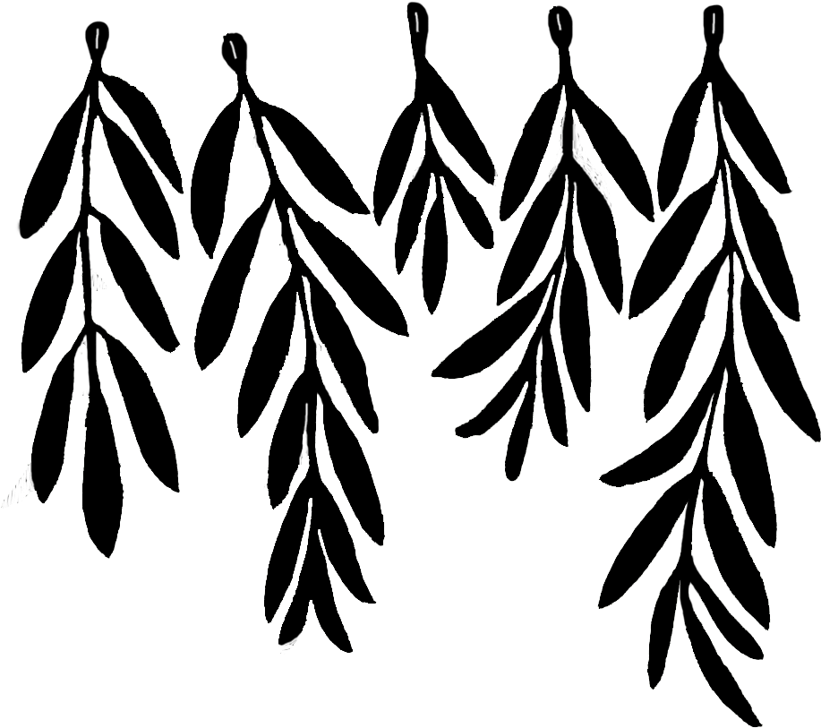 Olive-branches - Olive Leaf Drawing (1025x919), Png Download