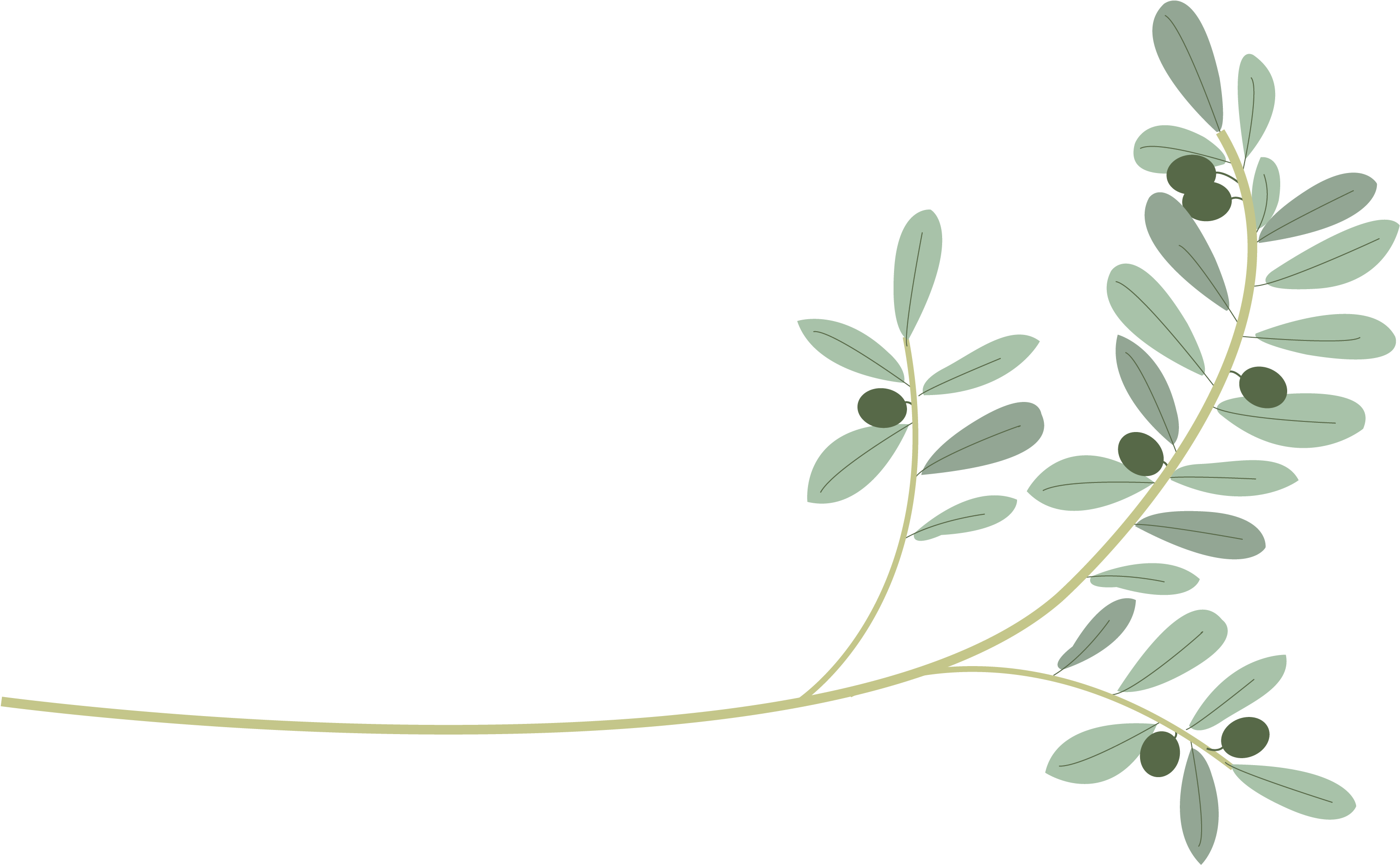 Wild Olive Branches - Sorbus (3026x1888), Png Download