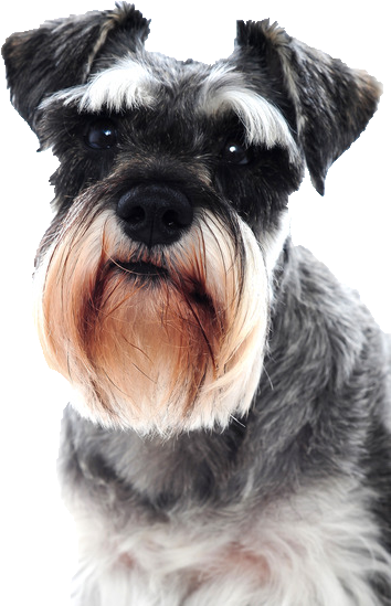 Beds, Collars And Accessories - Keep Calm And Love Schnauzers (365x548), Png Download