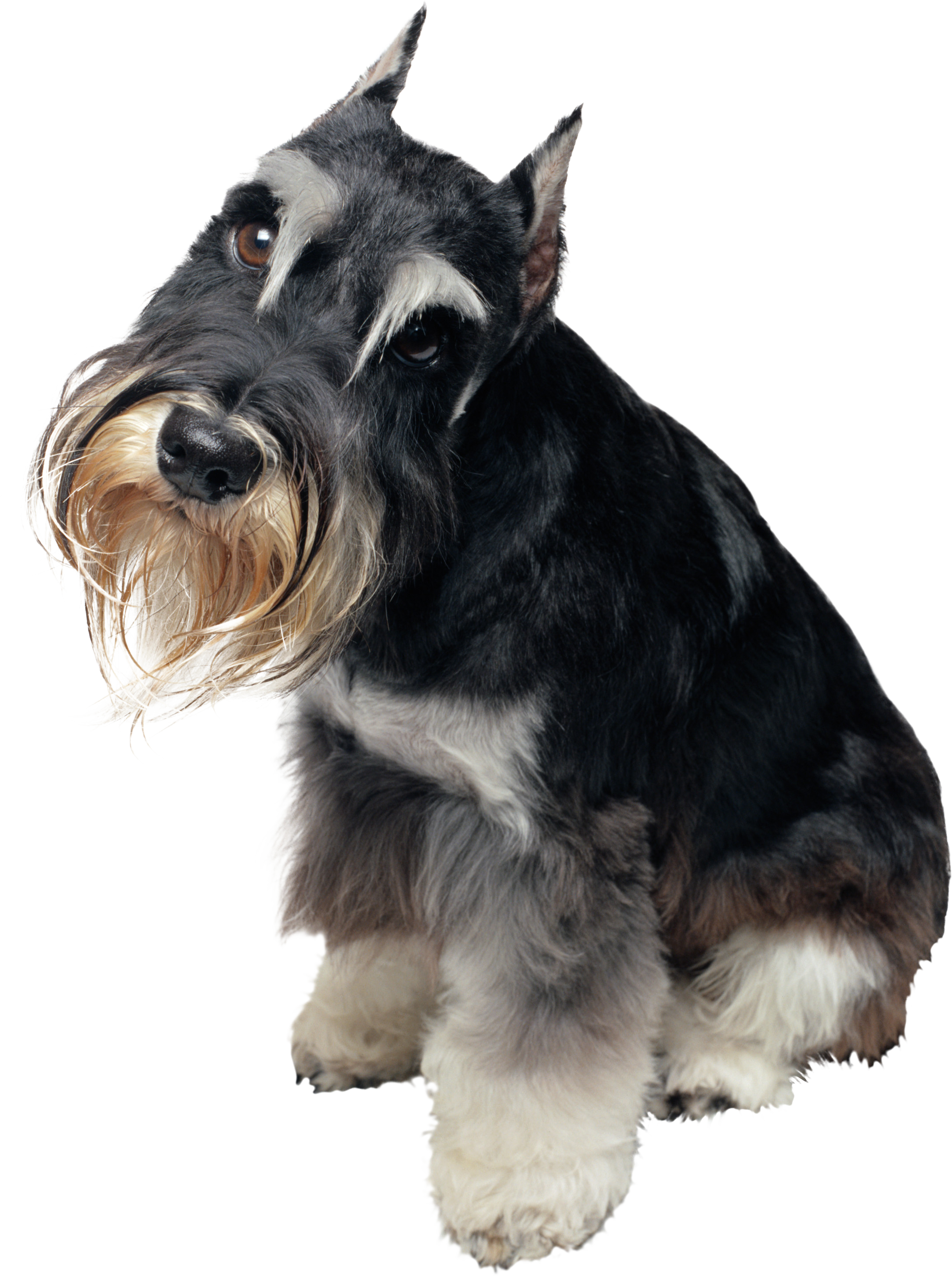 Schnauzer Art Pendant, Schnauzer Necklace, Puppy Pendant, (2168x2905), Png Download