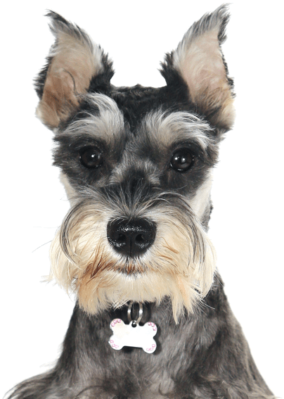 Search - Adorable Schnauzer Puppies (565x585), Png Download