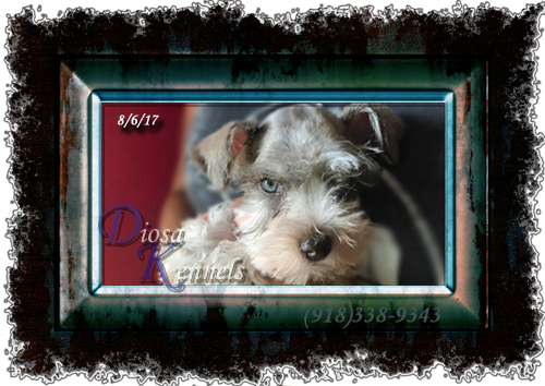 Diosa Kennels Miniature Schnauzer Puppy For Sale Oklahoma - Oklahoma (500x354), Png Download