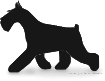 Picture - Transparent Schnauzer (488x376), Png Download