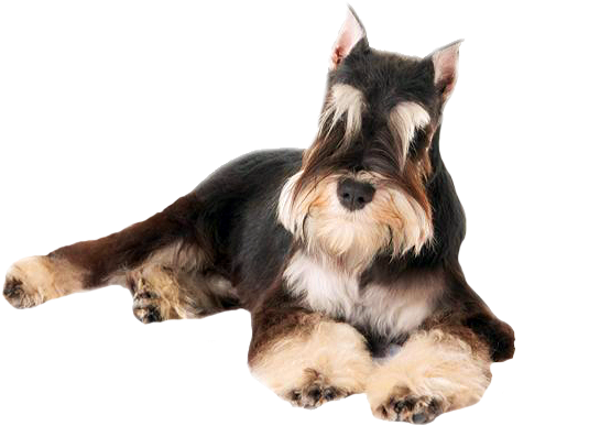 Perro Schnauzer Png (640x453), Png Download