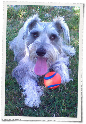 Miniature Schnauzer Female May 30th, - Histiocytic Sarcoma (352x500), Png Download