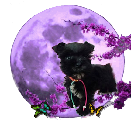 Welcome To Schnauzer Envy - Full Moon (431x395), Png Download