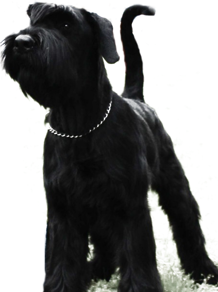 Standard Schnauzer (484x619), Png Download